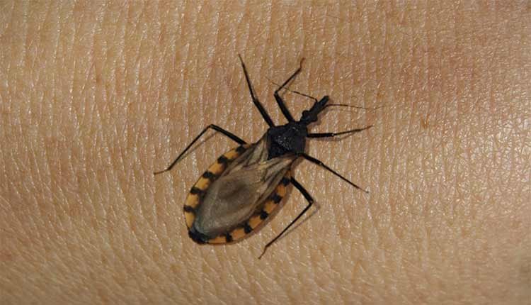 Fundação internacional irá investir R$ 80 milhões para erradicar doença de Chagas