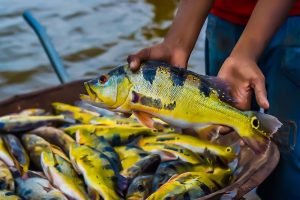 Operação do Ideflor-bio desarticula pesca ilegal em Tucuruí