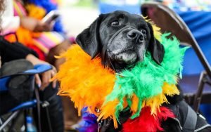 Bloco PET vai levar pessoas e animais para as ruas de Belém no Carnaval