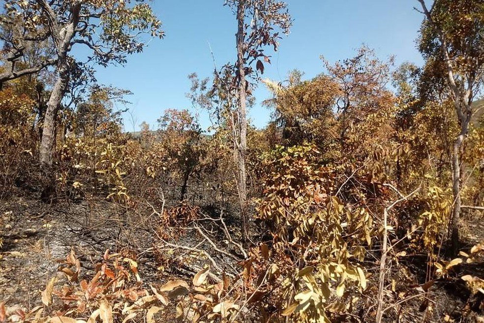 Ideflor-Bio combate incêndio criminoso no Parque Estadual Serra das Andorinhas, no sudeste do PA