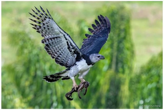 Harpia: Espécie de ave ameaçada de extinção pode ser observada em Parauapebas