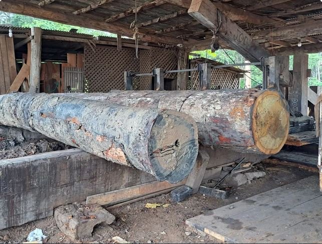PF apreende quase 500 m³ de madeira ilegal no Sudoeste do Pará