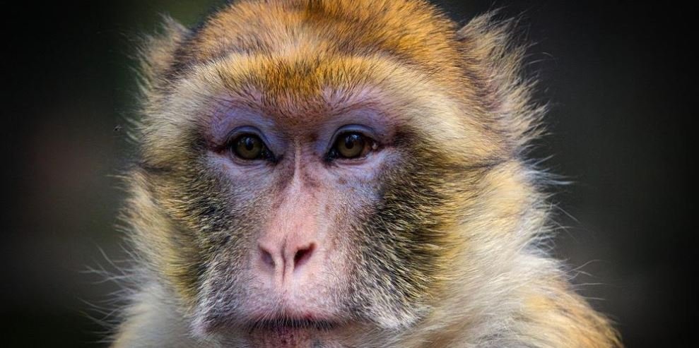 Médicos denunciam morte de macacos em teste de chip cerebral de Elon Musk
